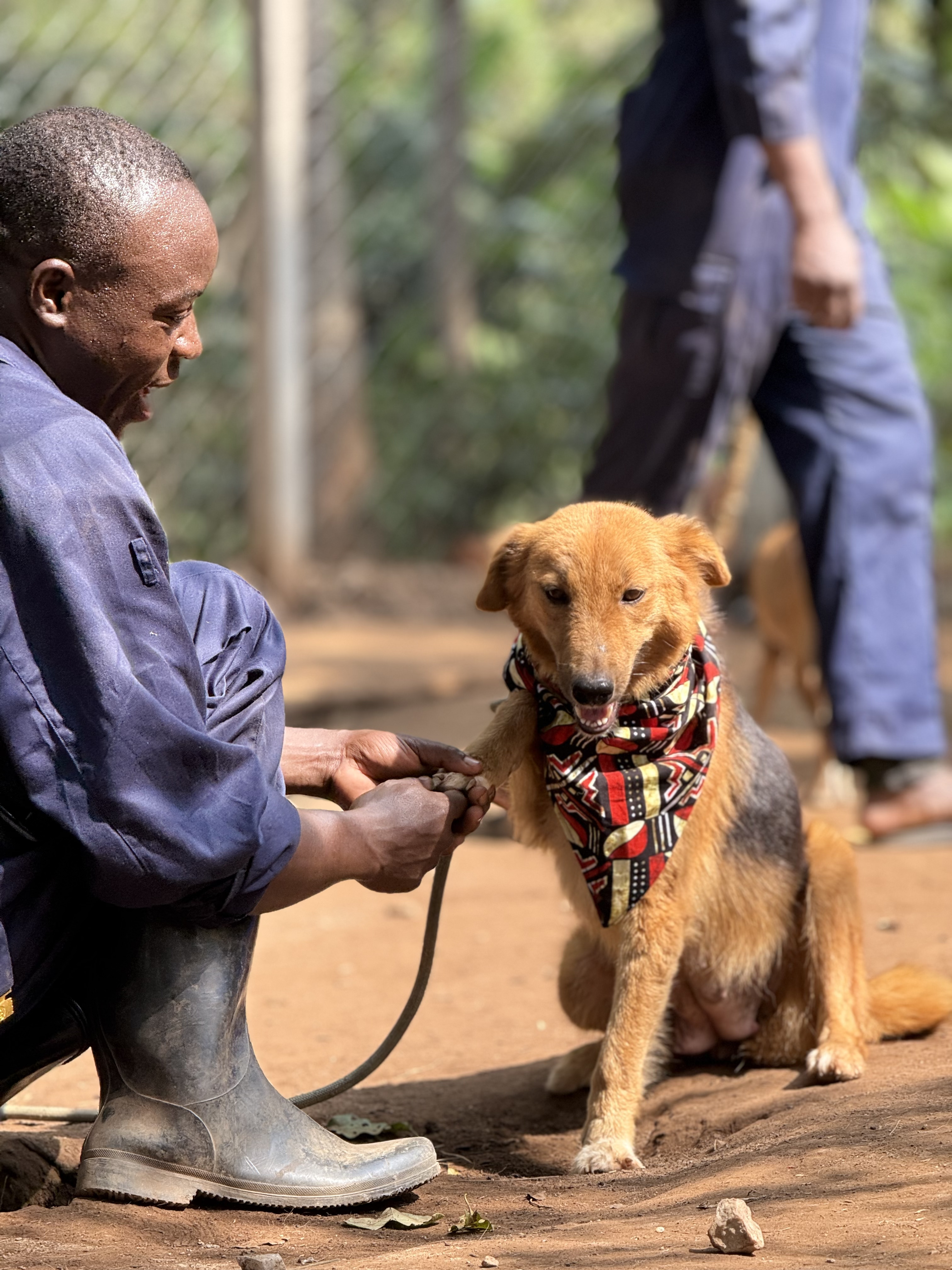 Everything You Need to Know About Adopting.